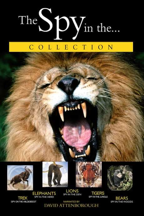 Lions: Spy in the Den